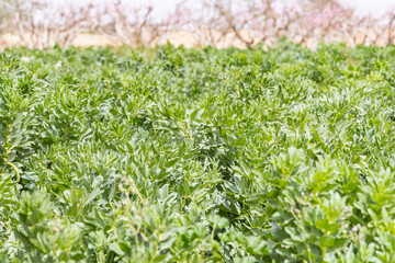 Tunisia. Fresh beans on a farm.
