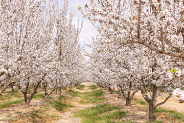 Tunisia. Almond blossoms in orchard.