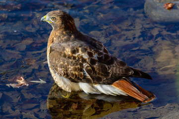 A Red Tailed Hawk Close Up by the Chippewa River at Chippewa Nature Center, in Midland, Michigan.