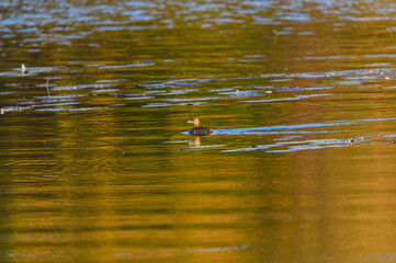 A Pied Bill Grebe Swims in a Lake at Kensington Metropark, near Brighton, Michigan.