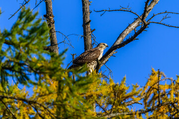 A Red Tailed Hawk Perched in a Tree at Kensington Metropark, near Brighton, Michigan.