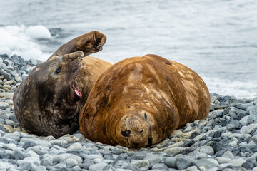 Lemaire Channel, Antarctica. Elephant seal females on the rocky beach in Antarctica.