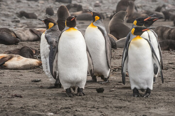 Fototapeta premium Antarctic, South Georgia. King penguin