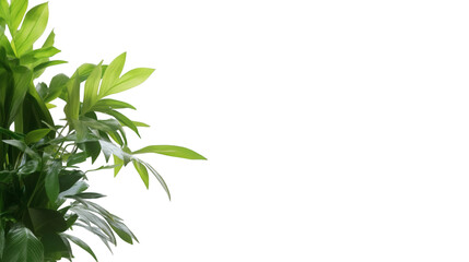 Obraz premium bamboo leaves isolated on white background