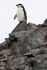 Antarctic. Chinstrap penguin, Pygoscelis Antarctica.