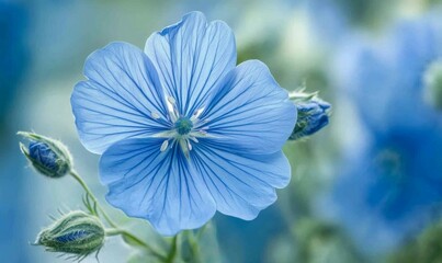 Single blue flower is the main focus of this image. The flower is surrounded by a blue background