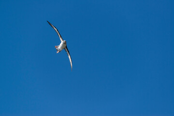 South Georgia Island. Gray-headed albatross flies over colony
