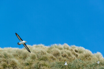 Fototapeta premium South Georgia Island. Gray-headed albatross flies over colony