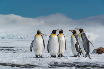 Fototapeta premium South Georgia Island. Group of king penguins walk on snowy shore of Salisbury Plain