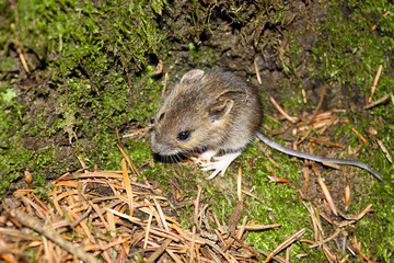 A small mouse is sitting on a patch of moss