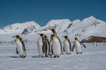 South Georgia Island, Antarctica. King penguins marching on the Salisbury Plain