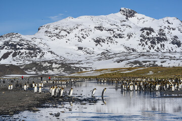 South Georgia Island. Photographers with colony of king penguins on Salisbury Plain