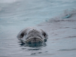 Fototapeta premium Leopard Seal (Hydrurga leptonyx) in Cierva Cove, Antarctic Peninsula, Antarctica.
