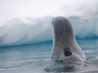 Leopard Seal (Hydrurga leptonyx) in Cierva Cove, Antarctic Peninsula, Antarctica. © Danita Delimont