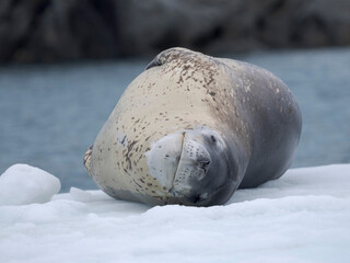 Leopard Seal (Hydrurga leptonyx) on ice floe in Port Lockroy at Wiencke Island, Antarctica. © Danita Delimont