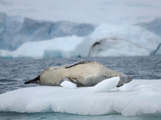 Leopard Seal (Hydrurga leptonyx) on ice floe in Port Lockroy at Wiencke Island, Antarctica. © Danita Delimont