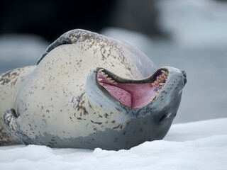Leopard Seal (Hydrurga leptonyx) on ice floe in Port Lockroy at Wiencke Island, Antarctica. © Danita Delimont