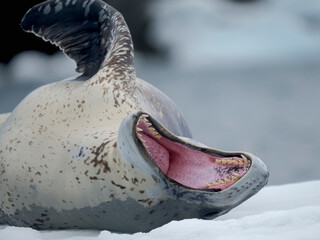 Leopard Seal (Hydrurga leptonyx) on ice floe in Port Lockroy at Wiencke Island, Antarctica. © Danita Delimont