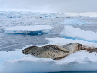 Leopard Seal (Hydrurga leptonyx) on ice floe in Fournier Bay close to Anvers island in Palmer Archipelago, Antarctica. © Danita Delimont