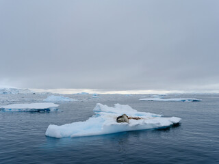 Leopard Seal (Hydrurga leptonyx) on ice floe in Fournier Bay close to Anvers island in Palmer Archipelago, Antarctica. © Danita Delimont