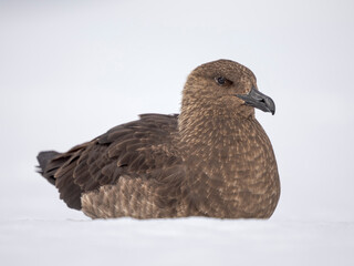 South Polar skua or MacCormick's skua pale morph, the great skua of Antarctica. Wiencke Island, Damoy Point.