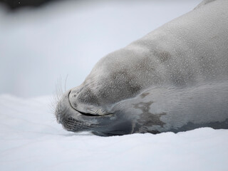 Crabeater Seal, resting on ice floe. Antarctica, Antarctic Peninsula, Detaille Island © Danita Delimont