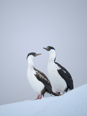 Antarctic Shag or Antarctic cormorant resting on iceberg. Detaille Island, Antarctic Peninsula