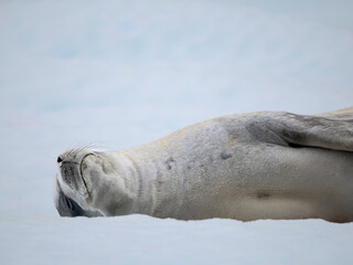 Crabeater Seal, resting on ice floe. Antarctica, Antarctic Peninsula, Detaille Island © Danita Delimont