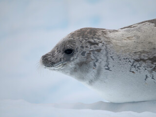 Crabeater Seal, resting on ice floe. Antarctica, Antarctic Peninsula, Detaille Island © Danita Delimont
