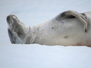Crabeater Seal, resting on ice floe. Antarctica, Antarctic Peninsula, Detaille Island © Danita Delimont