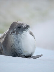Crabeater Seal, resting on ice floe. Antarctica, Antarctic Peninsula, Detaille Island © Danita Delimont