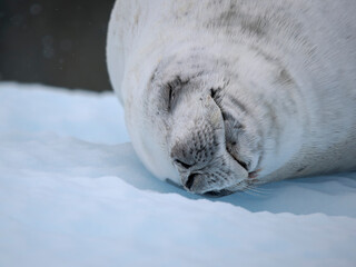 Crabeater Seal, resting on ice floe. Antarctica, Antarctic Peninsula, Detaille Island © Danita Delimont