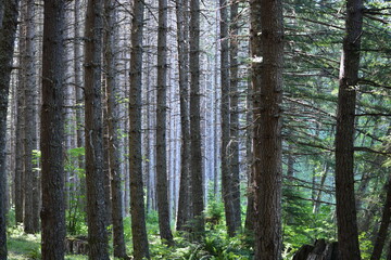 Dense Pine Forest with Tall, Straight Trunks and Green Underbrush Illuminated by Soft Light