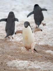 Obraz premium Adelie penguin, Antarctica, Antarctic Peninsula, Graham Land, Detaille Island