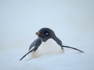 Adelie penguin. Antarctica, Antarctic Peninsula, Graham Land, Peterman Island