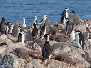 Obraz premium Colony on the Hydrurga Rocks. Chinstrap penguin. Antarctica, Palmer Archipelago, Hydrurga Rocks
