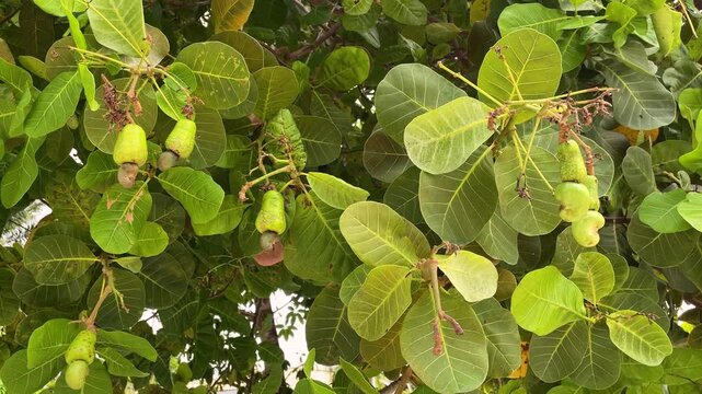 cashew tree with cashews and green chestnuts