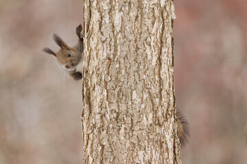 木の上のエゾリス