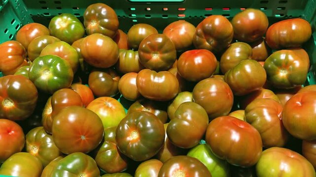 Fresh raf tomatoes filling green crates at the market, ready for sale