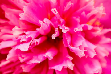 シャクヤクのクローズアップアップ画像