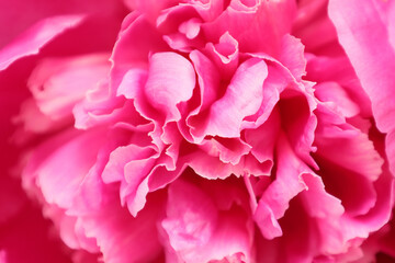 シャクヤクのクローズアップアップ画像