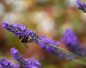 bee on lavender