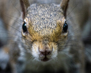 squirrel in the park