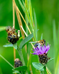 bee on a thistle