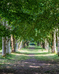 path in the park