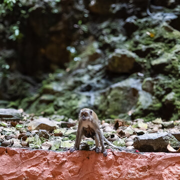 Macaque on the rocks