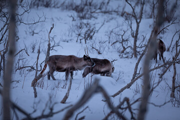 Reindeers 