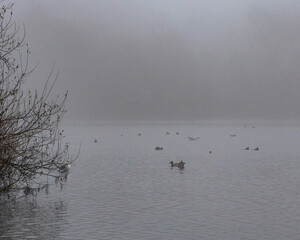 ducks in the lake