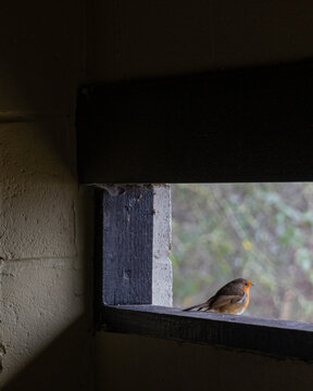 Robin on a ledge