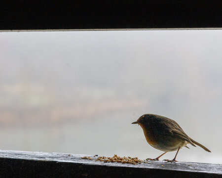 Feeding robin